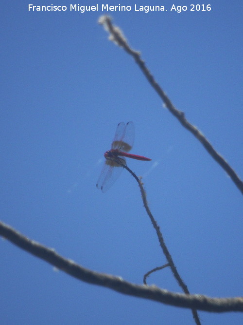 Libélula roja - Libélula roja. Charco de la Pringue - Villanueva del Arzobispo