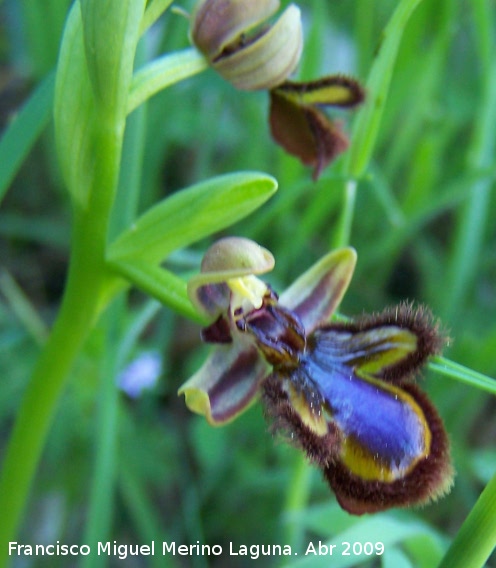 Orquídea espejo de Venus - Orquídea espejo de Venus. Los Villares
