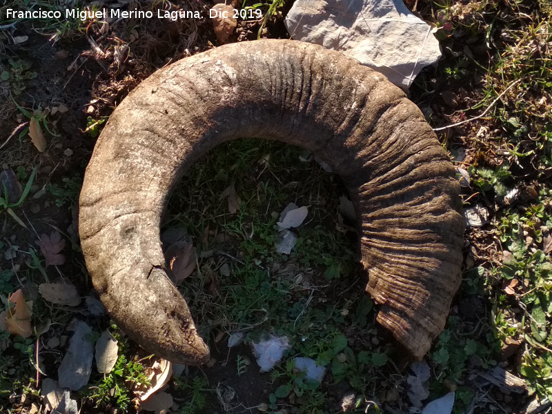 Mufl�n - Mufl�n. Cuerna. Lomas de Carboneros - Valdepe�as de Ja�n