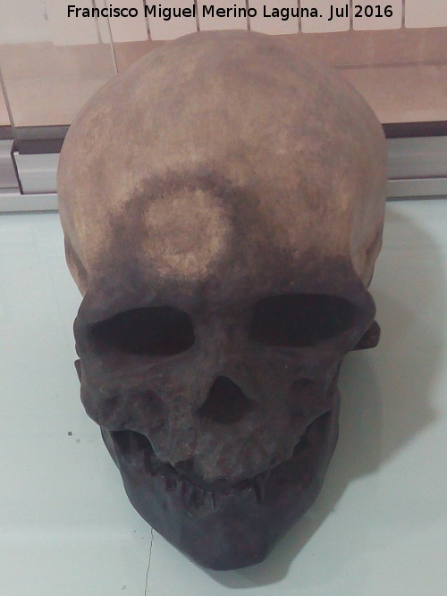 Cueva de las Ventanas - Cueva de las Ventanas. Cráneo de Homo Sapiens. Museo de Píñar
