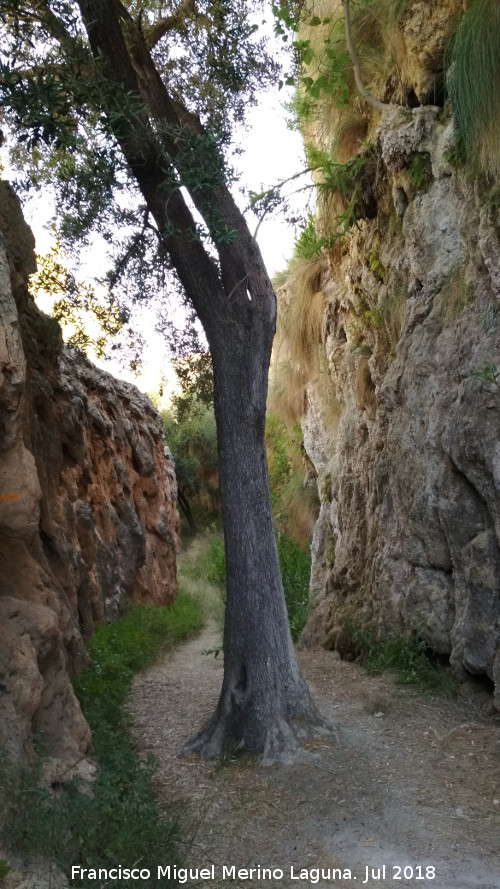 Acueducto del Toril - Acueducto del Toril. Árbol entre los acueductos