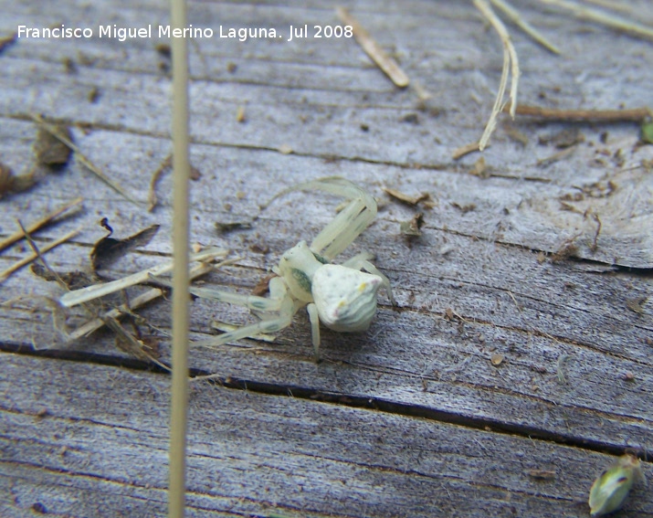 Araña cangrejo de abdomen puntiagudo - Araña cangrejo de abdomen puntiagudo. Segura