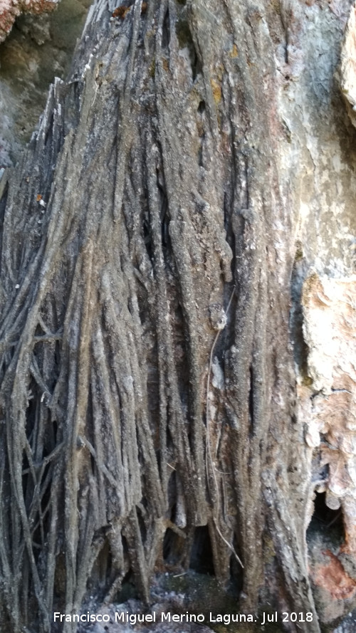 Cascada del Acueducto del Toril - Cascada del Acueducto del Toril. Vegetación calcificada