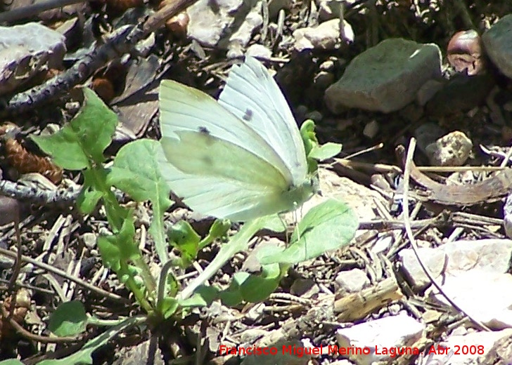 Mariposa de la naba - Mariposa de la naba. Cañada de las Hazadillas. Jaén