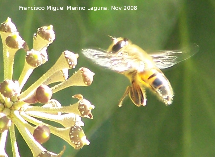 Mosca abeja - Mosca abeja. Los Villares