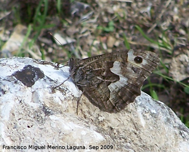 Mariposa banda acodada - Mariposa banda acodada. Otiñar (Jaén)