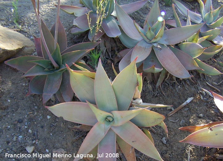 Jardín de cactus y suculentas - Jardín de cactus y suculentas. Cactus Aloe striata