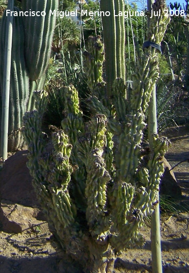 Jardín de cactus y suculentas - Jardín de cactus y suculentas. Cactus monstruoso