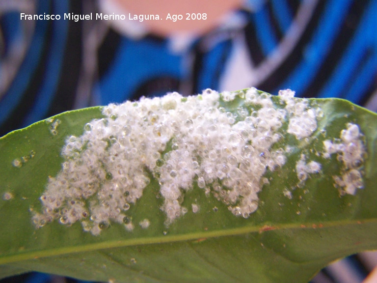 Mosca blanca de los cítricos - Mosca blanca de los cítricos. Los Villares