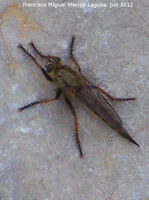Mosca cechera - Mosca cechera. Cerro Ben-Zalá - Torredonjimeno