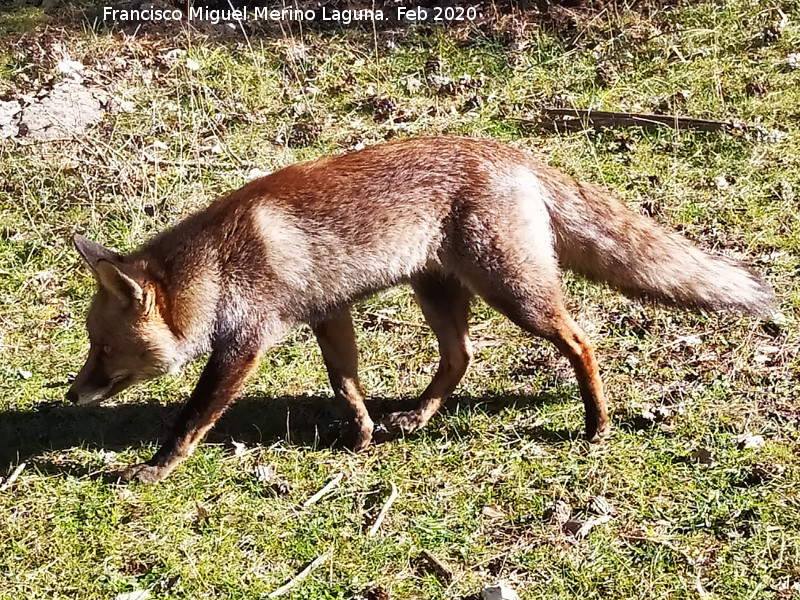 Zorro - Zorro. Camino del Poyo de las Palomas - Quesada