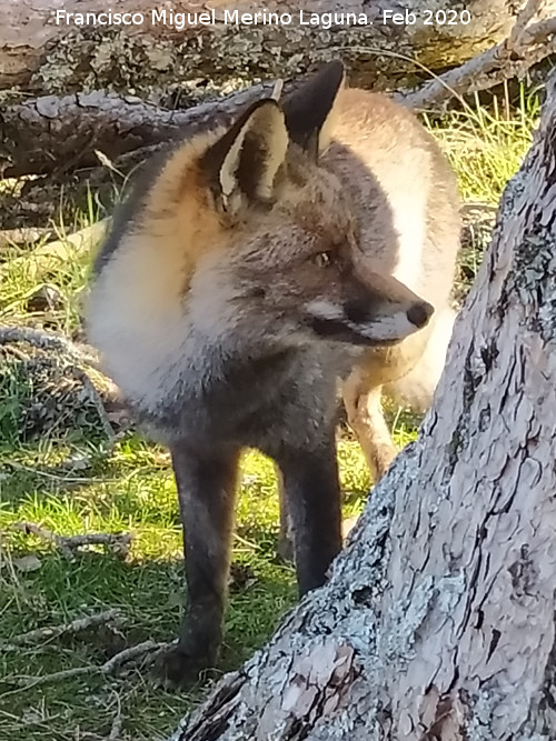Zorro - Zorro. Camino del Poyo de las Palomas - Quesada