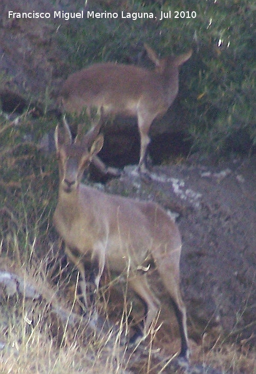Cabra montesa - Cabra montesa. Los Cañones - Jaén