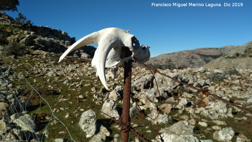 Cabra montesa - Cabra montesa. Cr�neo. Lomas de Carboneros - Valdepe�as de Ja�n