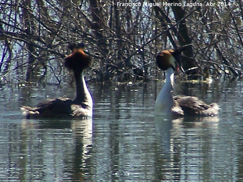 Pájaro Somormujo Lavanco - Pájaro Somormujo Lavanco. Cortejo de apareamiento. Laguna Grande - Baeza