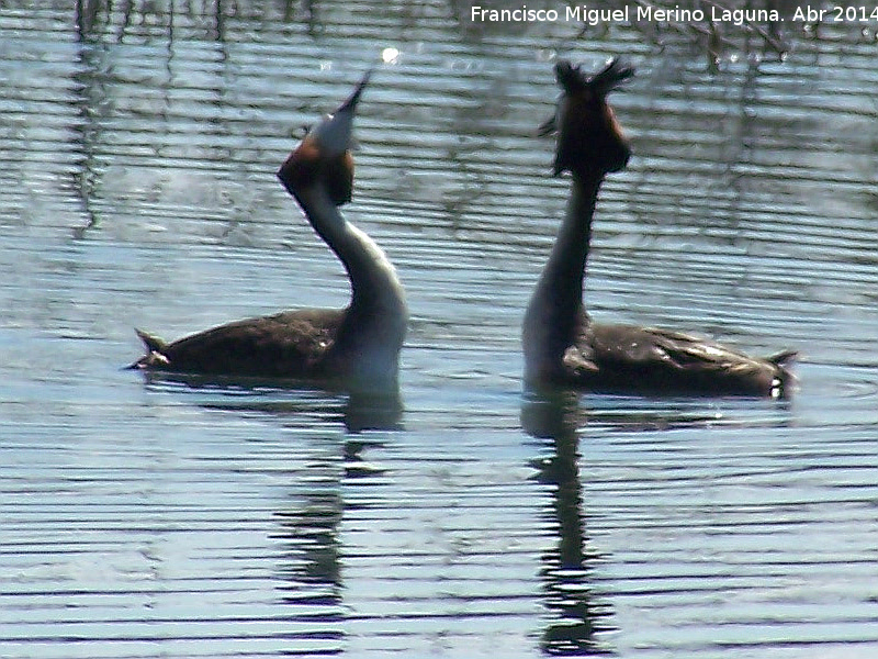 Pájaro Somormujo Lavanco - Pájaro Somormujo Lavanco. Cortejo de apareamiento. Laguna Grande - Baeza