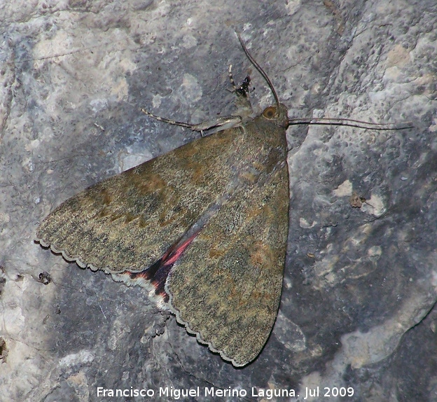 Polilla Carmín de los Sauces - Polilla Carmín de los Sauces. Otiñar Jaén