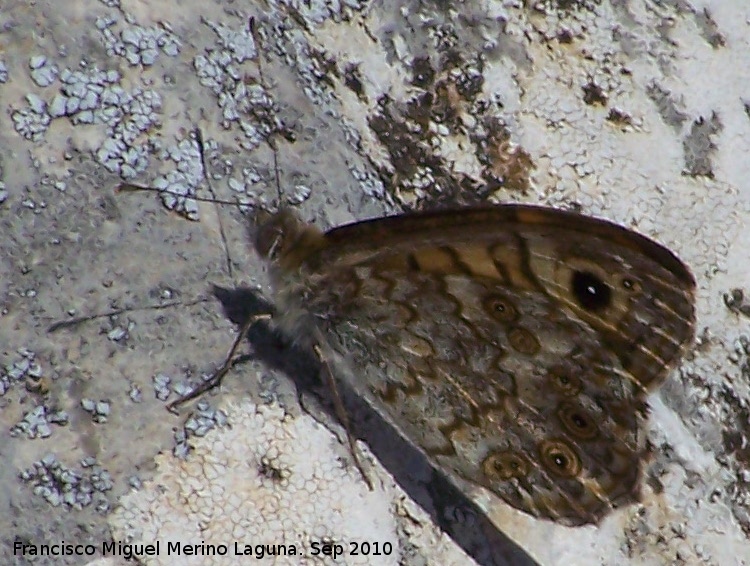 Mariposa Saltacercas - Mariposa Saltacercas. Peña de Martos - Martos