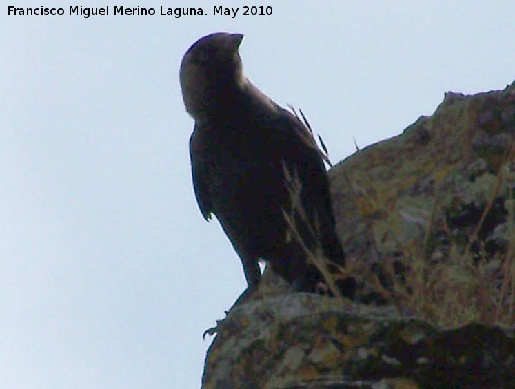 Pájaro Grajo - Pájaro Grajo. Berrueco - Torredelcampo