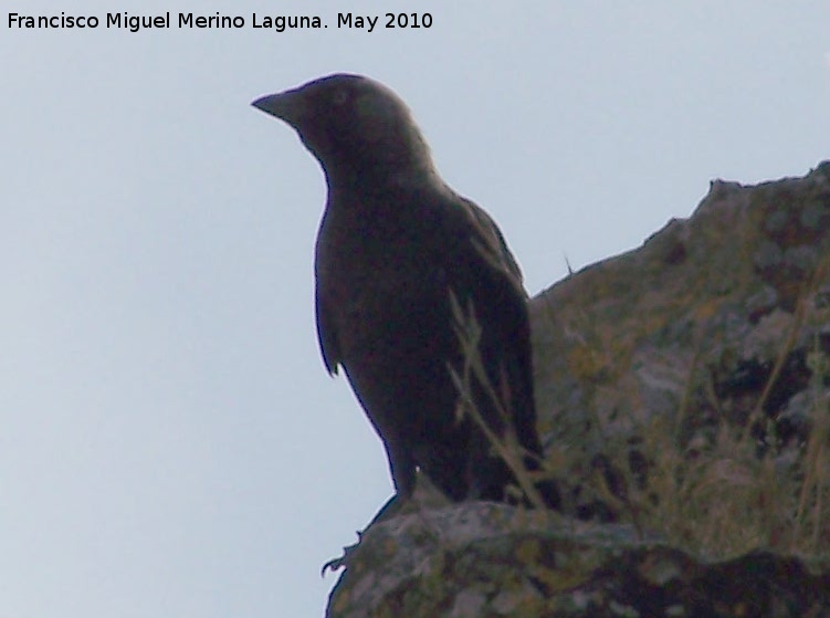Pájaro Grajo - Pájaro Grajo. Berrueco - Torredelcampo