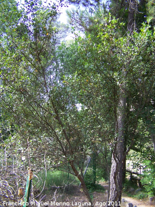 Aladierno - Aladierno. Peña del Olivar - Siles