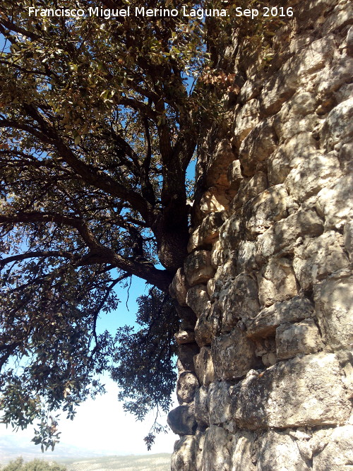 Torreón de los Pedregales - Torreón de los Pedregales. Almendro que terminará con la torre