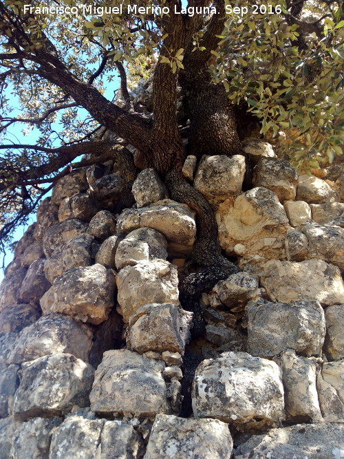 Torreón de los Pedregales - Torreón de los Pedregales. Almendro que terminará con la torre