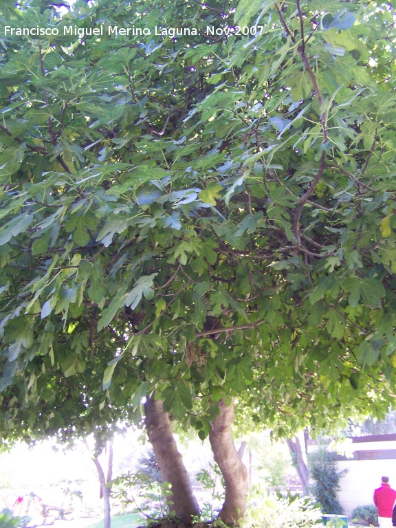 Higuera - Higuera. Higuera impresionante que hay en el jardín botánico de Córdoba.
