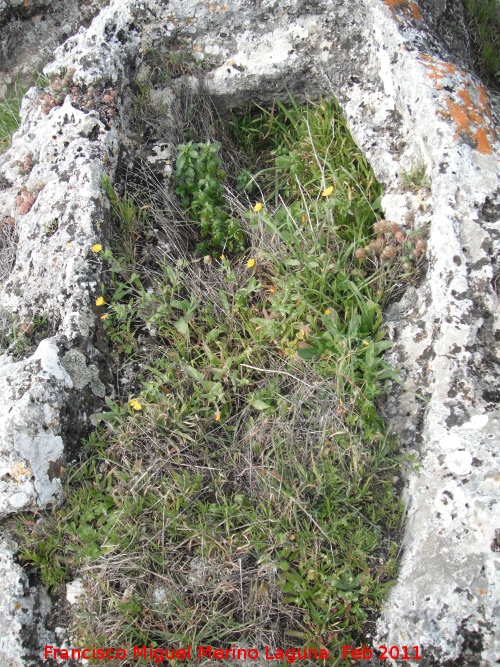 Necrópolis visigoda del Cerro Salido - Necrópolis visigoda del Cerro Salido. Tumba