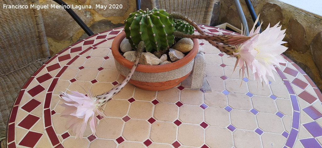 Cactus lirio de pascua - Cactus lirio de pascua. Los Villares