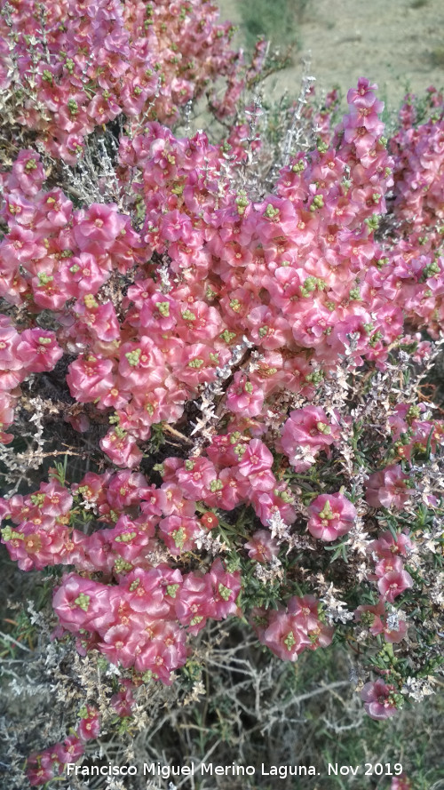 Zagua - Zagua. Desierto de Fonelas