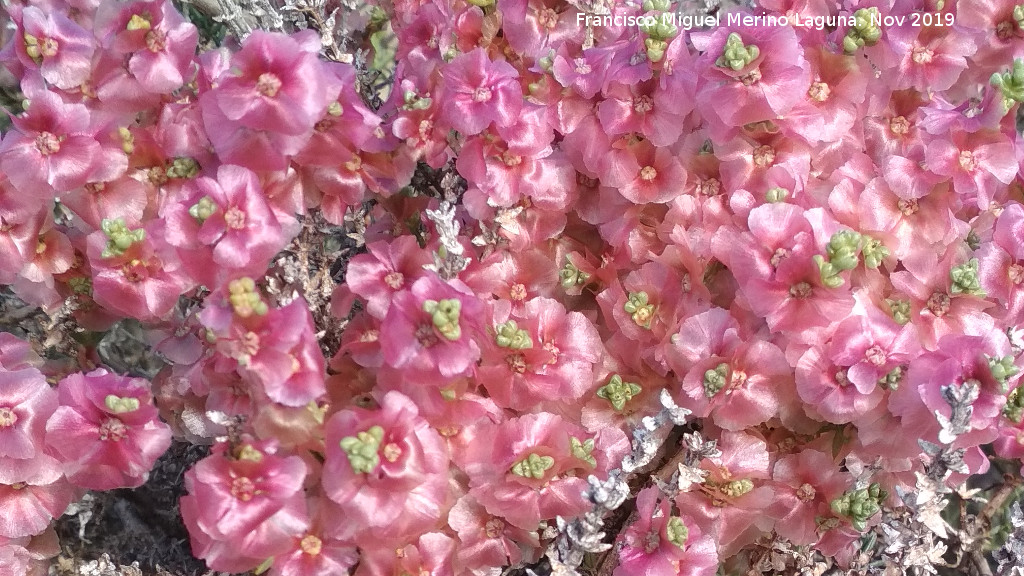 Zagua - Zagua. Desierto de Fonelas