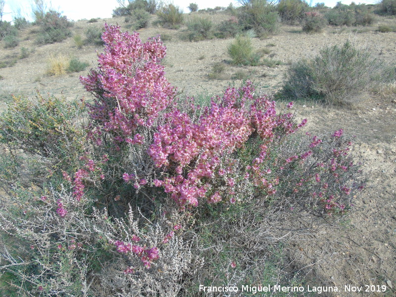 Zagua - Zagua. Desierto de Fonelas
