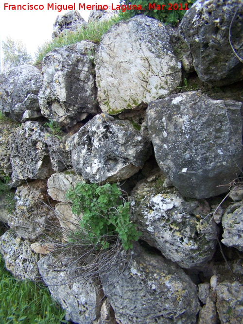 Oppidum de Torrevieja - Oppidum de Torrevieja. Muralla ciclópea oeste