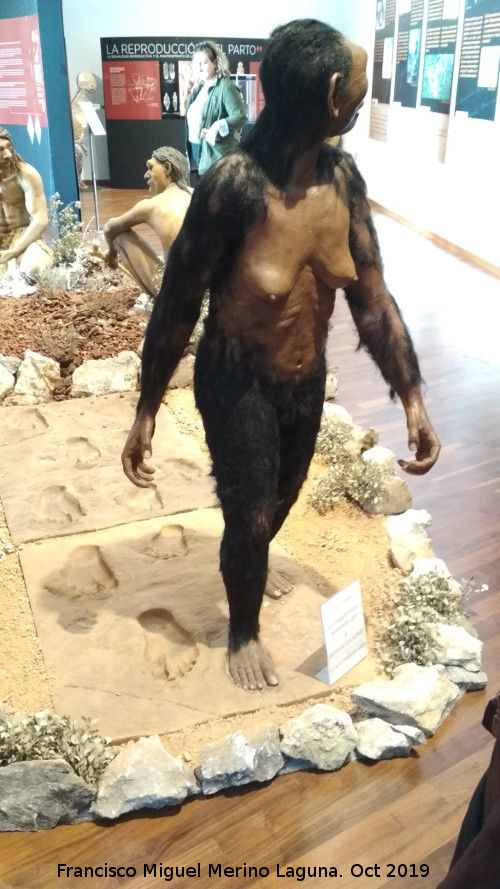 Australopithecus afarensis - Australopithecus afarensis. Con las huellas de Laetoli. Paleomgina - Bedmar