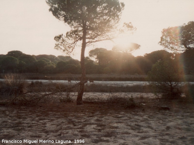 Ocaso - Ocaso. Coto de Doñana