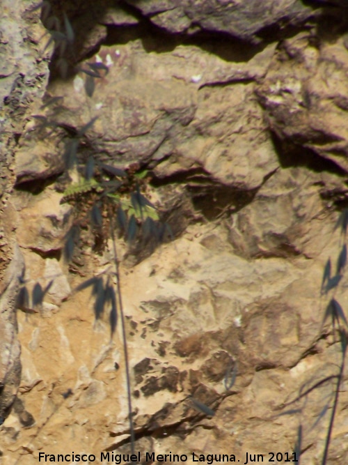 Pinturas rupestres de la Pe�a del Gorri�n IV - Pinturas rupestres de la Pe�a del Gorri�n IV. Antropomorfos