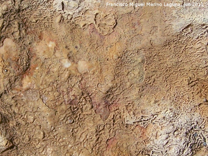 Pinturas rupestres de la Peña del Gorrión VIII - Pinturas rupestres de la Peña del Gorrión VIII. Restos