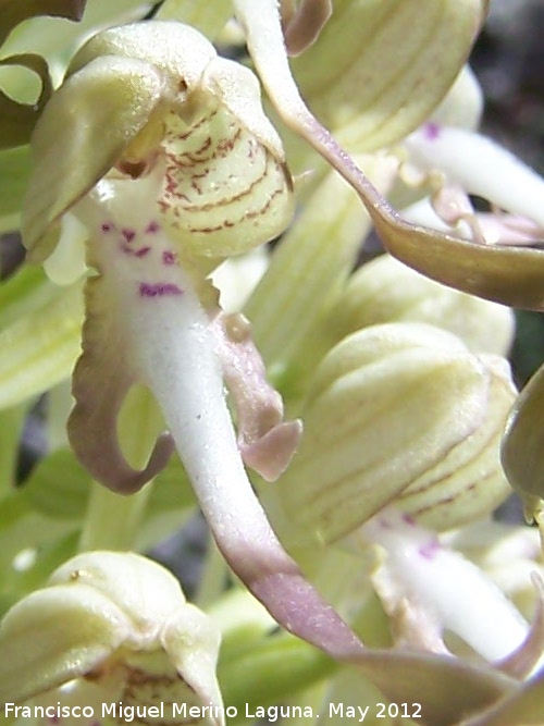 Orquídea del lagarto - Orquídea del lagarto. Tajos de San Marcos - Alcalá la Real