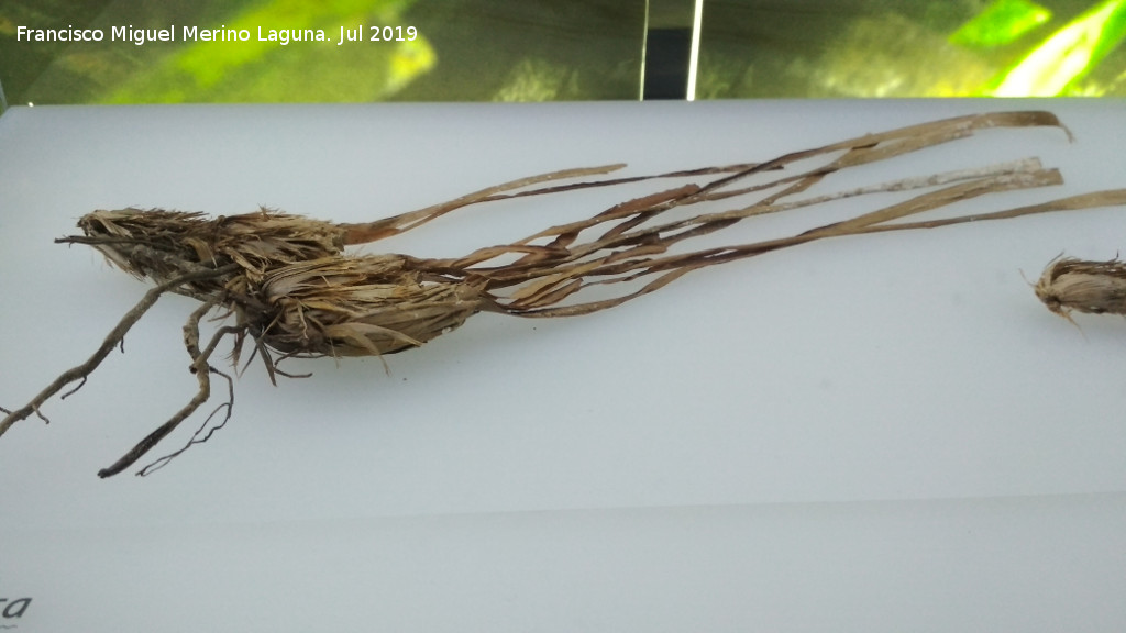 Posidonia - Posidonia. Ciudad de las Ciencias - Valencia