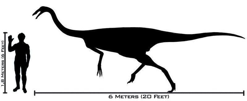 Gallimimus - Gallimimus. Comparación con el hombre. Wikipedia