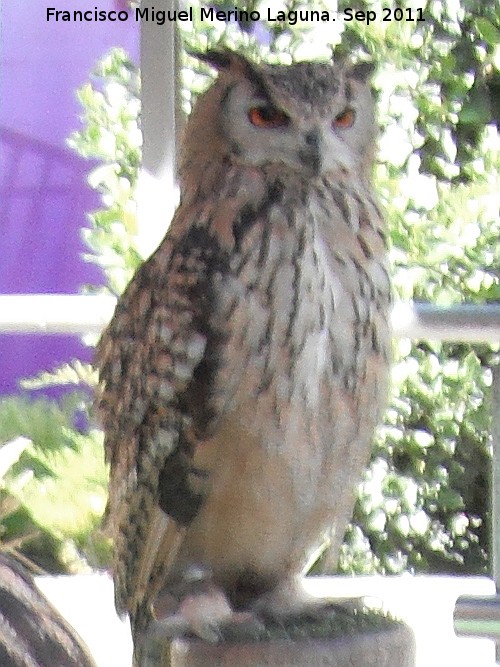 Pájaro Búho real de Bengala - Pájaro Búho real de Bengala. Jaén