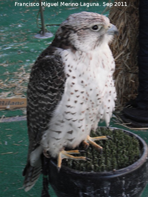 Pájaro Halcón gerifalte - Pájaro Halcón gerifalte. Jaén