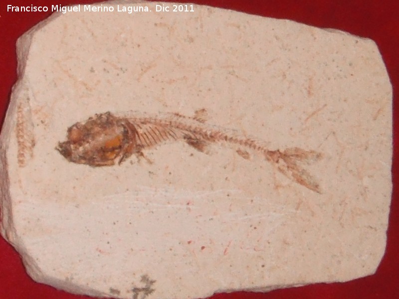 Pez Leptolepis - Pez Leptolepis. Jaén