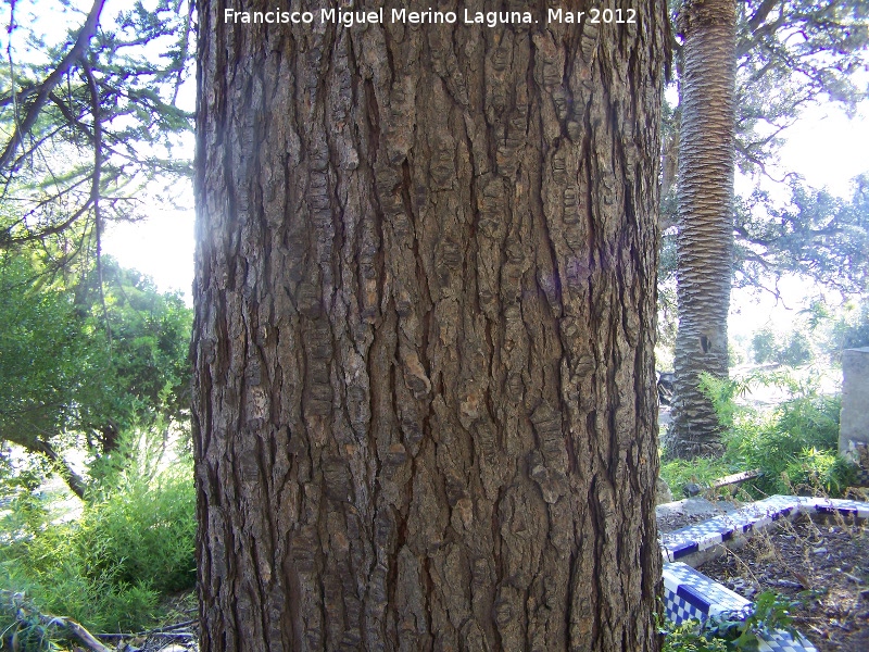 Alerce europeo - Alerce europeo. Tronco. Paseo de los Adoquines - Albanchez de Mágina