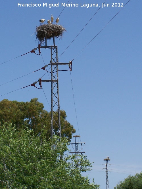 Nidos de cigüeñas - Nidos de cigüeñas. 