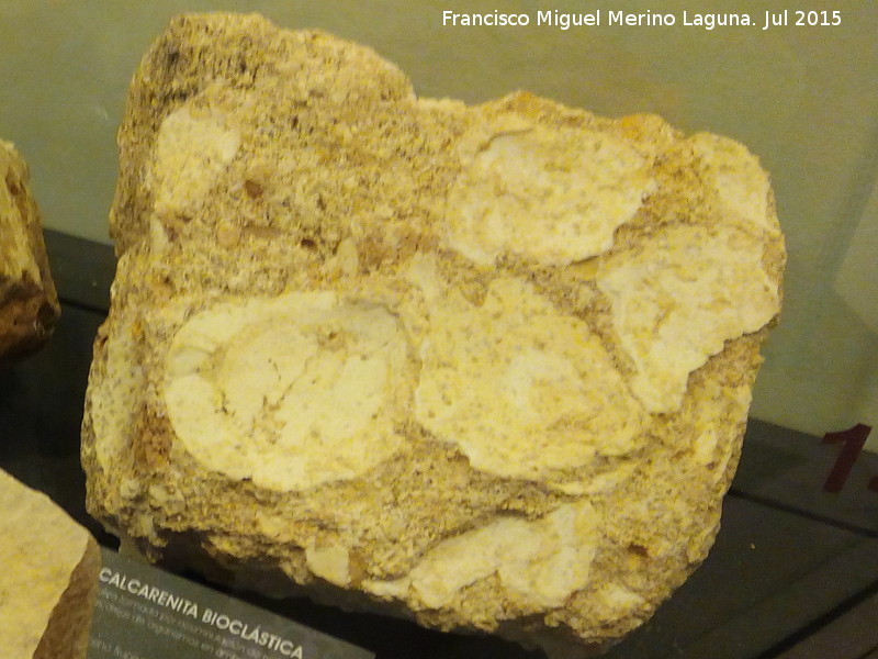 Calcarenita - Calcarenita. Calcarenita bioclástica. Museo de la Ciudad - Alcalá la Real