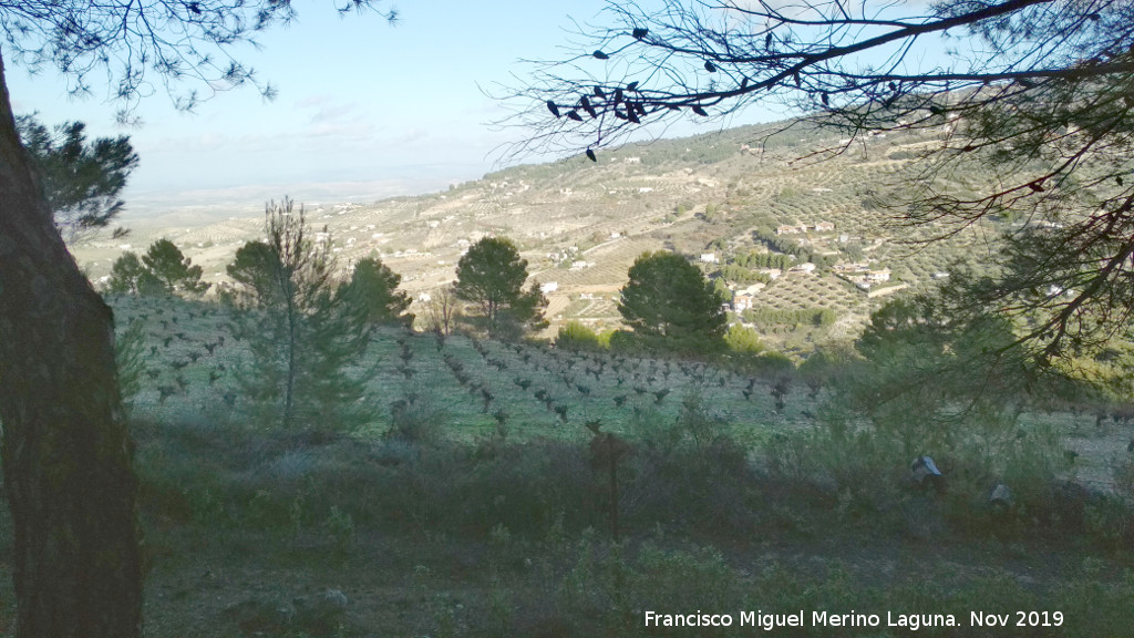 Cerro Miguelico - Cerro Miguelico. Vides