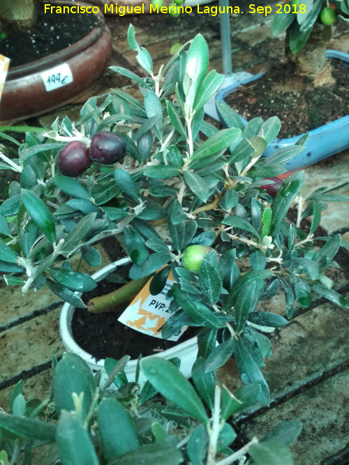 Olivo - Olivo. Bonsai. Invernadero en Jaén