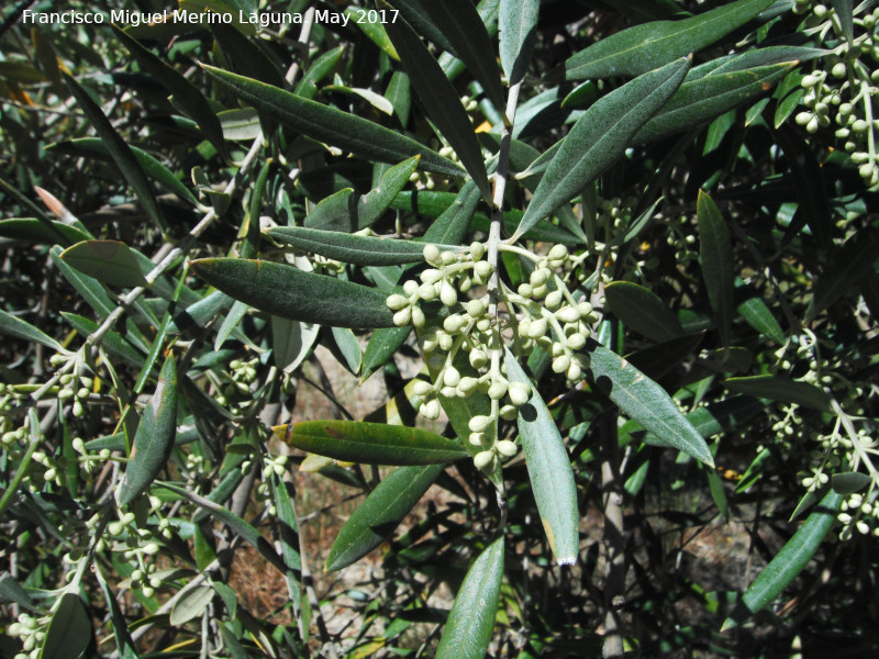 Olivo - Olivo. Capullos. Paraje Guadalupe - Úbeda